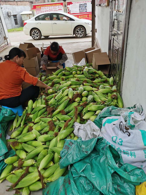 農(nóng)產(chǎn)品開(kāi)啟云銷售模式，助力戰(zhàn)疫扶貧攻堅(jiān)